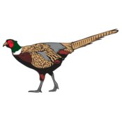 Pheasant2NC2clr