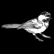 Chickadee1NC2bw