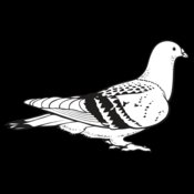 HmgPigeon01NC2bw